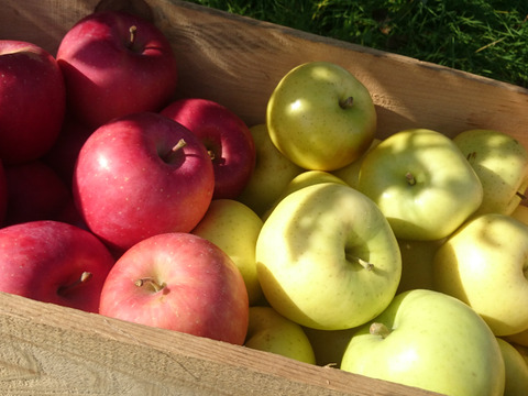 品種選びに迷ったらこれ「旬のりんごおまかせ便」3キロ【りんご食べ比べ】