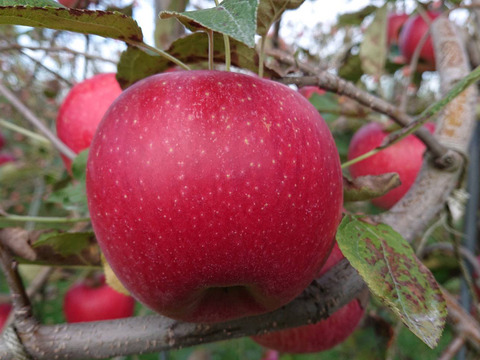 「あずみ野の林檎たっぷり詰めこみました！100％ストレートジュース」2本入り　(砂糖不使用）濃厚な味わい、でも後味スッキリ
自然の恵み！