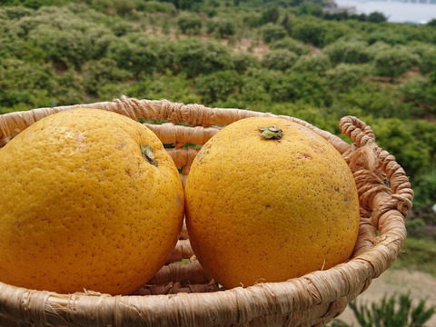 【期間限定】瀬戸田発　季節の自然農柑橘セット（２種／４Kg）