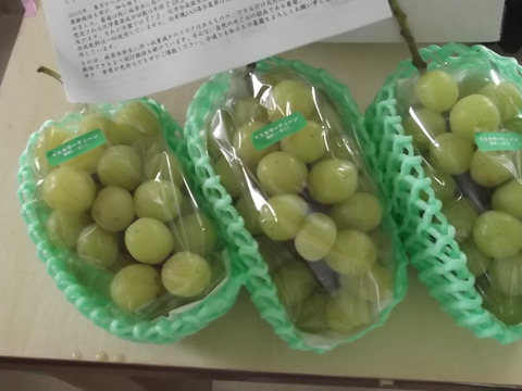 【訳アリ】マスカサーティーン【農薬節減】皮ごと美味しいシャインマスカットの子供（2～3房入り）
