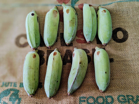 沖縄からの贈り物　アップルバナナ1㎏【農薬・除草剤・化学肥料不使用】