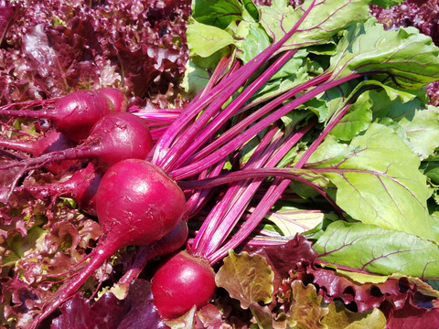 甘くておいしい🩷オーガニックビーツ 3kg
Organic Beet root 【有機JAS認証取得】