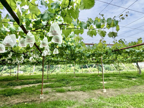 濃厚な甘み！種無し巨峰ぶどう【1kg:3房】