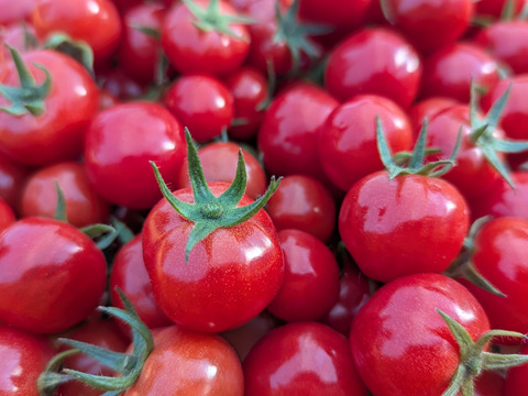 【福袋2025】栽培期間中農薬・化学肥料不使用♪ミニトマト『プチぷよ』200g×八パック