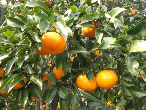 プチプチとろり！福岡県産『はるみ』　4.5kg