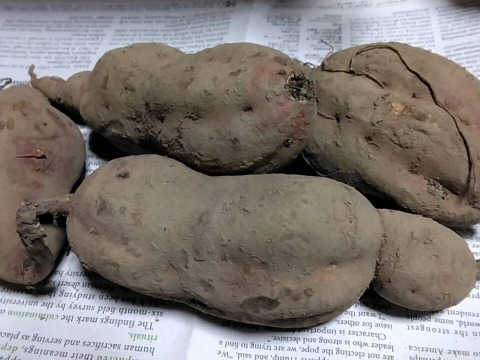 【甘さ】京都産 安納芋×金時芋の芋食べくらべセット！５ｋｇ