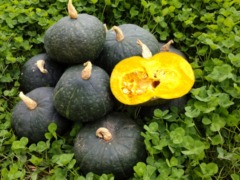 素材の旨味!完熟かぼちゃ ブラックのジョー　2kg