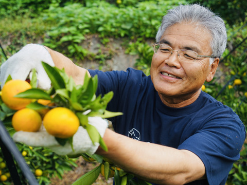 【期間限定・極早生みかん食べ比べ】『ゆら早生』・『豊福』5kg