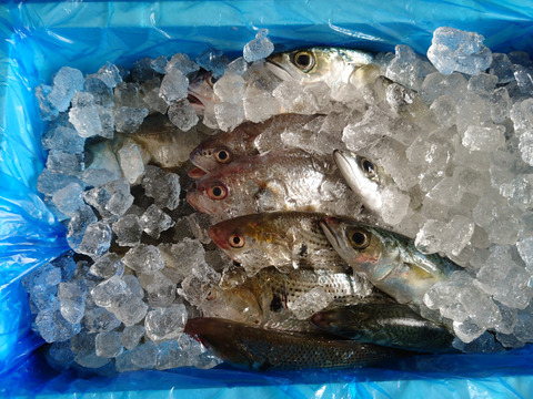【新商品 レビュー溜まるまで30％OFF中】鮮魚セット ２ｋｇ入 魚介セット 小魚 未利用魚 低利用魚 定置網 刺身 刺し身焼き魚 煮魚  お魚詰め合わせ セッパ マイワシ　イシモチ 等まるごと
