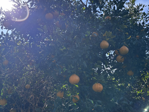 🍊手でむけて食味も◎不知火小玉サイズ！ご家庭用しらぬい4.5kg