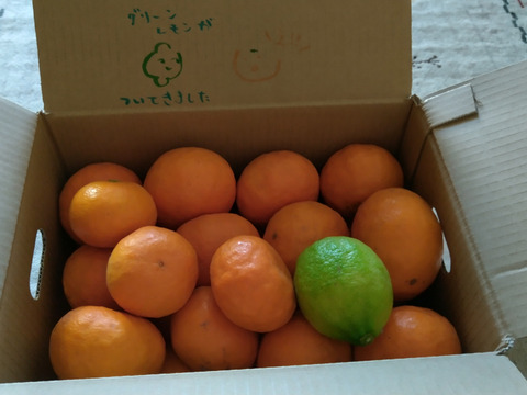 【朝市限定】3㎏：とみ子ばぁばの『なつみ』希少柑橘　5/21以降発送