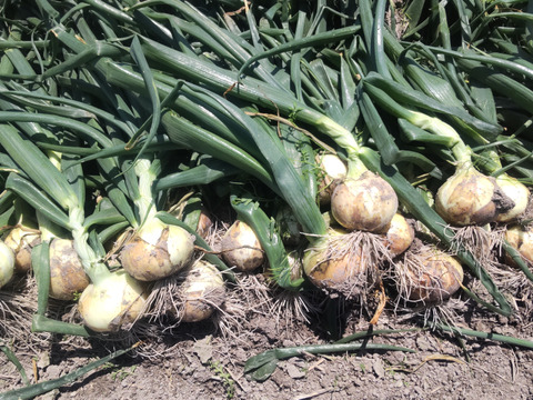 【淡路島産】加熱すると甘みが増すので美味しさ倍増！！完熟玉ねぎ 5kg