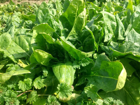 【期間限定】冬越し露地ほうれん草　※農薬化学肥料不使用