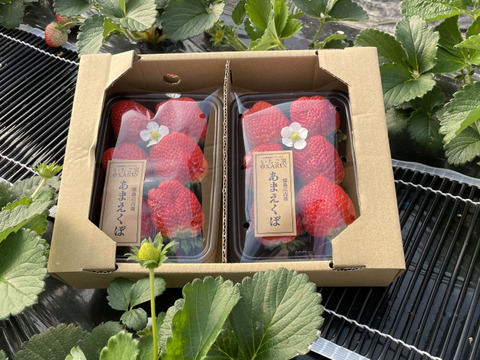 稀少苺？徳島川内産『あまえくぼ』250g以上×4p