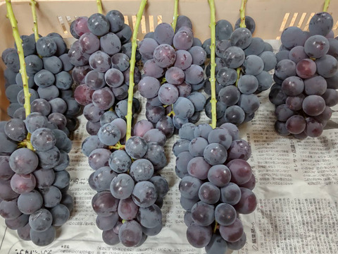 【常温発送】山梨県産  種なし巨峰 家庭用１㌔箱（2〜4房)