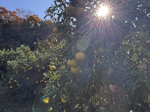 【レア3品種×キズ得】プチプチ食感・香り・甘さがそろった福岡柑橘セット 4.5kg (一部品種は外皮キズあり)