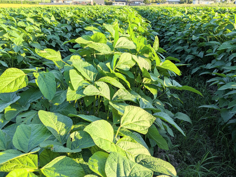 【本場丹波篠山のこだわり】　丹波黒枝豆1kg（500g×2袋）栗のようなホクホクとした甘み！