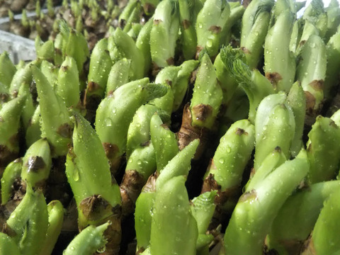 春のスペシャル詰合せセット
【タラの芽３パック・ほうれん草３袋・菜の花３袋】
この時期だけの春爛漫セットすぐ出荷できます。
タラの芽５５gx３パック・ほうれん草150gX3袋・菜の花150gⅹ3袋