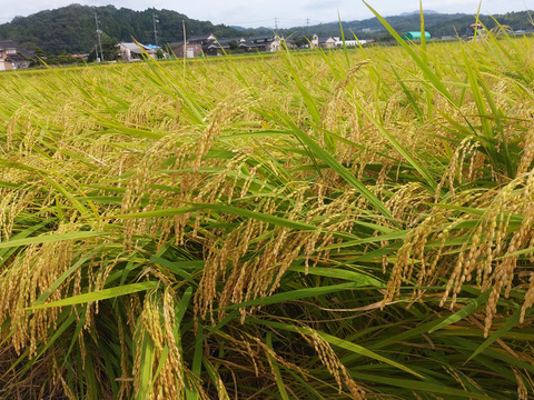 心が和らぐ　れんげ米（コシヒカリ）５㎏　環境に優しい農法に拘った自慢の米　【れんげ蜂蜜の蜜源れんげ畑】