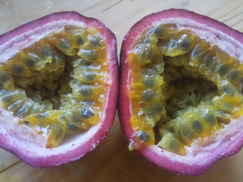 農薬不使用 冷蔵熟成パッションフルーツ１８玉 東京都産 食べチョク 農家 漁師の産直ネット通販 旬の食材を生産者直送