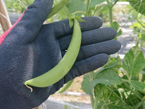 茹でて◎炒めて◎有機スナップエンドウ 2kg
