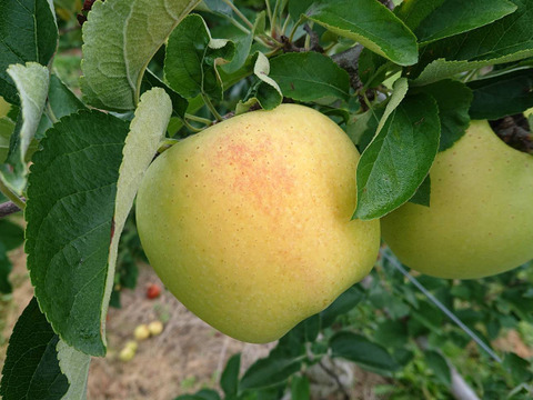 先行予約受付中!名月生産者が大好きなりんごです。 約5kg (写真は9/12現在)