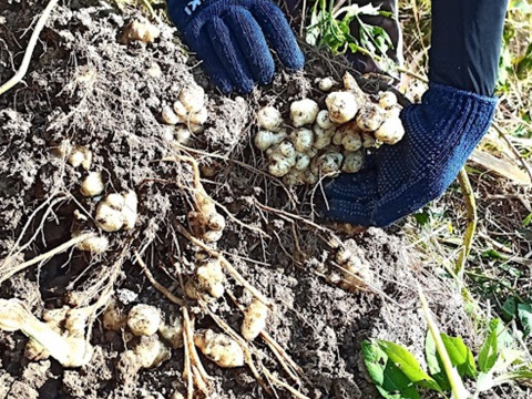 高知県産【土付き】ほっこり白菊芋 20kg　自然栽培 　種芋にもどうぞ