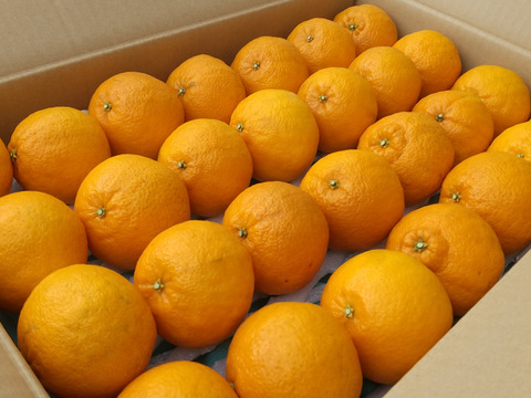 💫不知火【新鮮·個装追熟 !!】【5kg·28玉前後·一玉180g程】