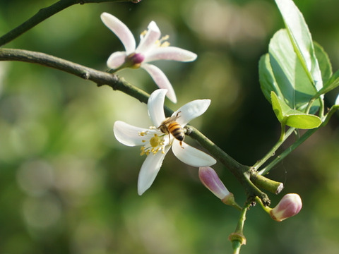 皮まで安心！有機グラントレモン(2kg)