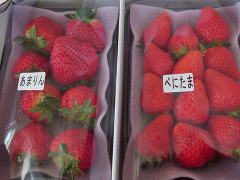 【あまりん・べにたま】食べ比べ２パック(500g)🍓