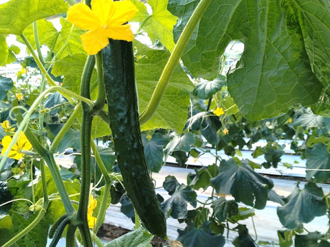 朝採り‼こだわり‼埼玉県産春きゅうり‼　(約2㎏)