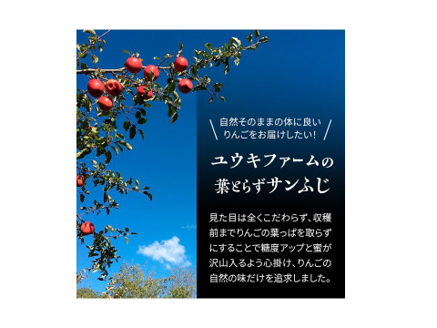 青森県産りんご　鮮度良し「自社イチオシ」完熟大玉プレミアム葉とらず蜜入りサンふじ自然味約３kg糖度１３度以上
