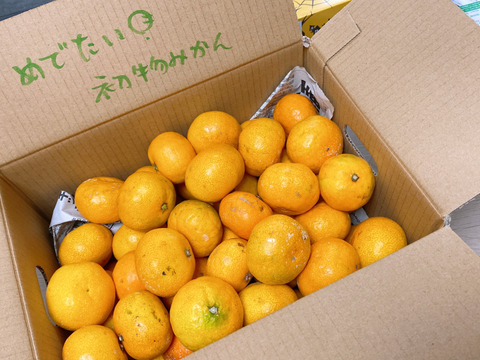 【特濃！極小ｻｲｽﾞ2S以下3kg】とみ子ばぁばの有田みかん 糖度13度以上