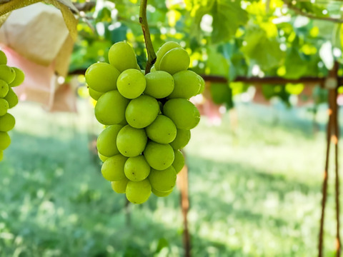 美・香・甘。至高の三重奏【プレミアムギフト】皮ごと美味ぶどう3色3房クイーンルージュ®（大房×3房、合計約1.5kg）長野県認証/特別栽培同基準（信州の環境にやさしい農産物認証50）