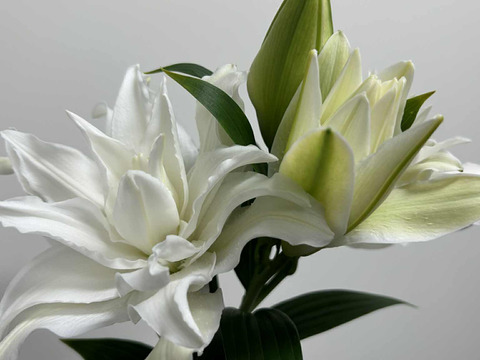 【簡易包装】ヌナブト3-4輪3本束 ❤昨年の名前を出せないあの子が遂にデビュー❤こちらの商品はおリボンなどはついておりません<(_ _)>