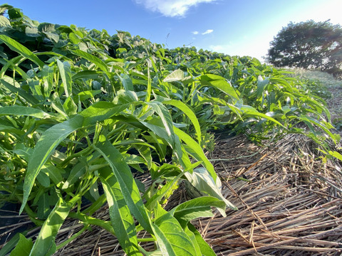 【自然栽培🍀夏の葉物2種・食べくらべセット】空芯菜500g・ツルムラサキ600g