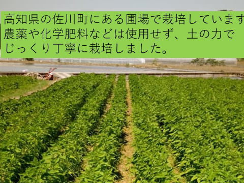 高知県産 菊芋パウダー 乾燥きくいも粉末 200g  50ｇ×4袋セット　菊芋　パウダー　イヌリンが豊富　 食物繊維