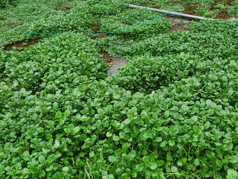 【500g】兵庫県但馬産　ごちそうクレソン