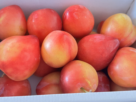 すぐ発送【濃厚食感】肉厚甘酸っぱ大石早生スモモ お試し1300g