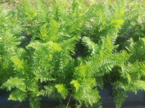 生で美味しい訳ありにんじん2.5kg