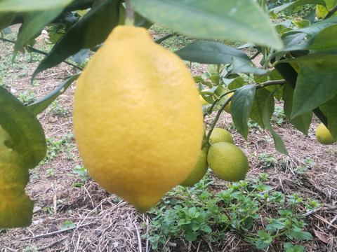 はっさく サクサク食感とレモン10個 合計 9.5kg