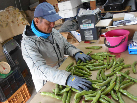 春の味覚たっぷり！指宿産そらまめ『いぶすき陵西』（ご家庭用・5kg）