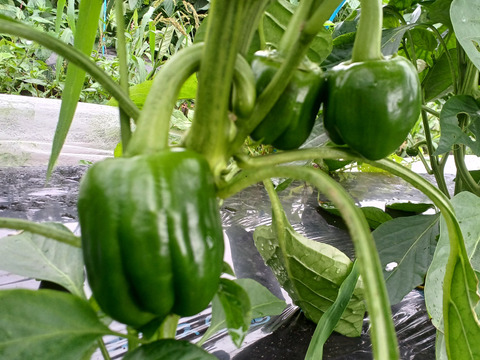 【お試し】北海道産　旬の夏野菜セット1.2Kg(4～5品目)