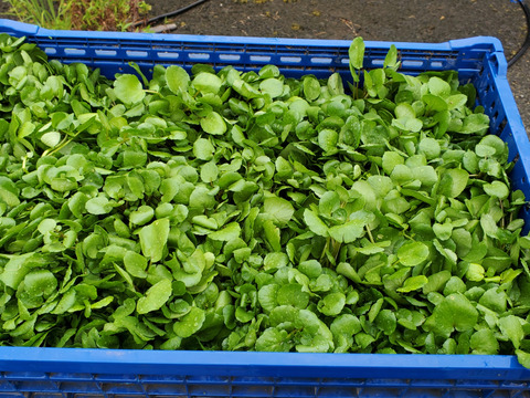 【2kg】Fresh Watercress produced in　Hyogo,West Japan