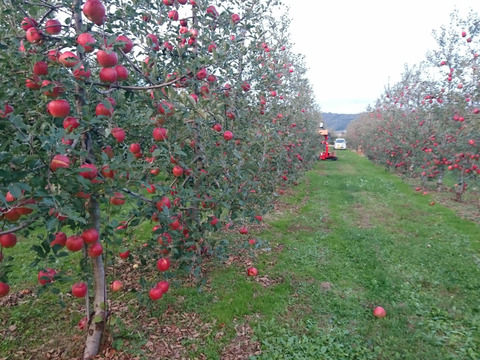 大臣賞ふじ　10キロ　40～46玉　秋田県からすぐに食べきりサイズを食卓へ