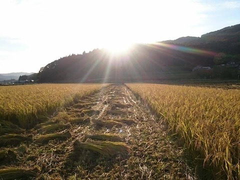 幻のお米！『自然栽培米ササシグレ玄米』２０２０年度産掛田米（３kg）