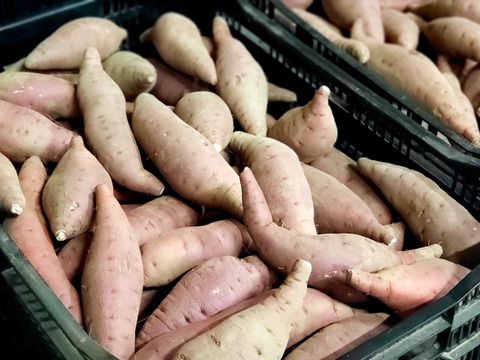 【人気品種を食べ比べ！】山形県庄内産さつまいも3種セット（5kg）