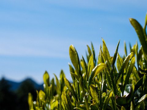 【農薬・化学肥料不使用】和紅茶 秋摘み べにふうき 静岡県産 50g