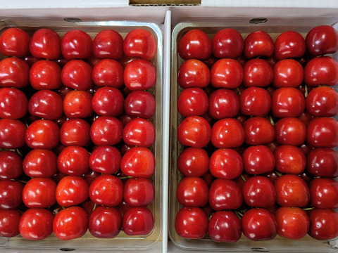 紅秀峰ギフト用