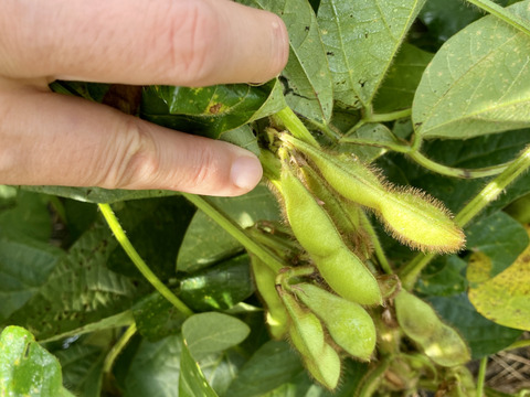 【自然栽培🍀自家採種・黒豆の枝豆】美味しくて止まらない！😆黒豆になる手前の旨味がギュッと詰まった黒豆の枝豆（５００g）